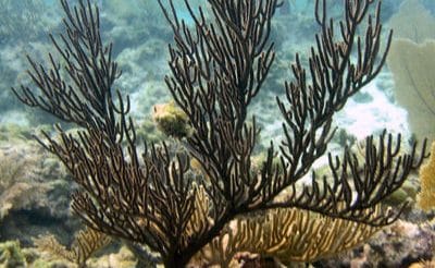 Black Sea Rod Oil
