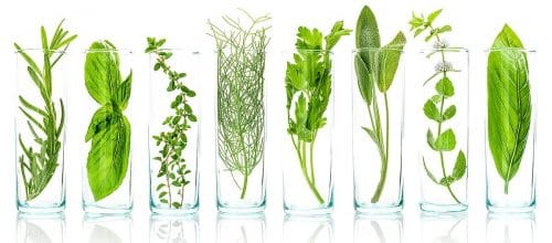 plant-extract