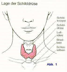 Lage-der-Schilddrüse